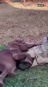 1.6M views · 53K reactions | If cute animal videos bring a smile on your face, you should definitely watch this! A baby elephant cuddles with its keeper. #elephant #babyelephant #animals #animallove | News18 | Facebook
