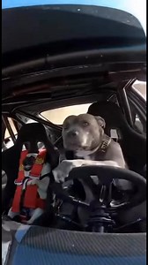 POV: You let the dogs take the wheel! 🤣 My pit bull and pug are living out their race car dreams and the concentration is next level. Who's riding shotgun with these two speed demons? Tag a friend who needs this joyride! 😂 #DogDriving #RaceCarDogs #FunnyDogs #PetHumor #DogLife #Reels #YouTubeShorts #CuteDogs #PitBullLove #PugLife #DogsOfInstagram #ViralPets #FastAndFurryous #PetAdventures #MustWatch | I Love Pit Bulls