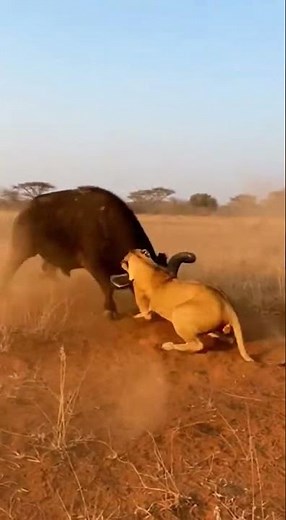 Epic Showdown: African Buffalo vs. Lion #Buffalo #shorts