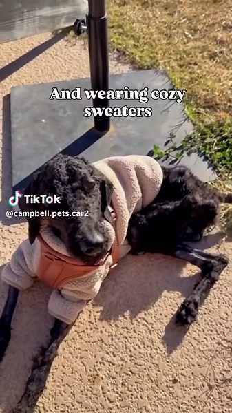 First Steps of Rescued Puppy: A Heartwarming Update