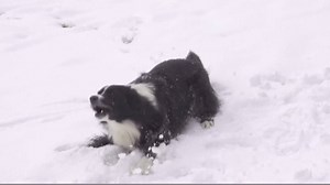 63K views · 514 reactions | 8 dogs that JUST CAN'T EVEN in the snow. The cuteness we can't handle either. | PetSmart | Facebook