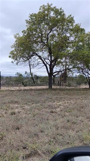 I can't wait till they start selling land on the opposite fence so I can also have a home next to the Wild 😍🦒🐘 I Love Home So Much! | Celebrate Intellect