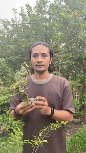 turun cangkok bahan bonsai mirten #mirten #bonsai #cangkok | Kebun abbe