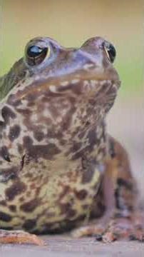 “10 Amazing Facts About Toads You Didn’t Know!”