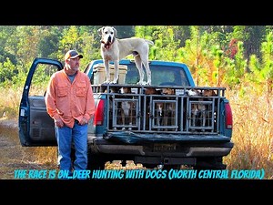 Deer Hunting With Dogs (North Central Florida)