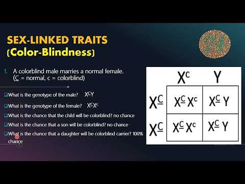 Sex-Linked Traits (Color-Blindness) with Punnett Square