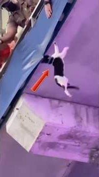 When Cats And People Do The Silliest Things Ever #shorts