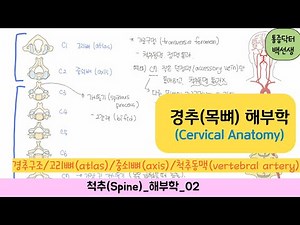 경추(목뼈)해부학_Cervical anatomy : 경추구조/고리뼈(atlas)/중쇠뼈(axis)/척추동맥(vertebral artery)