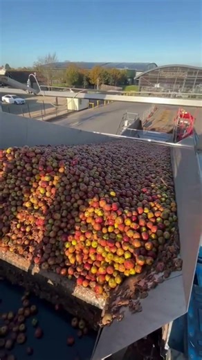 Did you know our Evolution Separator is perfect for cider apples too? 🍎