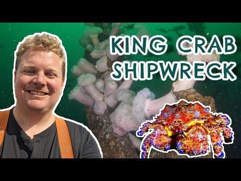 Exploring the Depths: Shipwreck Diving in Campbell River - Discovering HMCS Columbia