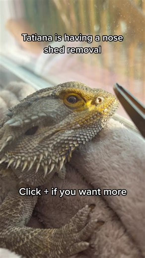 Nothing like a nose shed to get you breathing right 💕🌱✨ #beardeddragon #satisfying #oddlysatisfying #viraltiktok #pimplepop #cool #interesting #reptile #lizard #epic #fyp