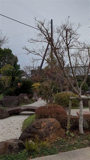 日本最大級の出水麓武家屋敷群の日本庭園が綺麗で素晴らしかったです 散歩するのにとても良い場所でした 梅の花が咲いていたのも良かった 2026年2月中旬