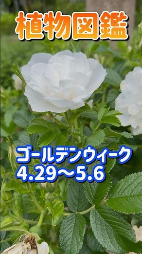 植物図鑑No.43ハマナス。#植物図鑑#樹木図鑑#園芸図鑑