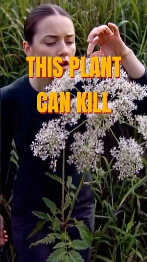 The Deadliest Plant Growing Near You…