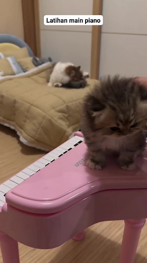 Les piano sama kakek😅 #kucingemma #maemoonah #kucinglucu #ipeh #selebcing #cats | Kucing Emma