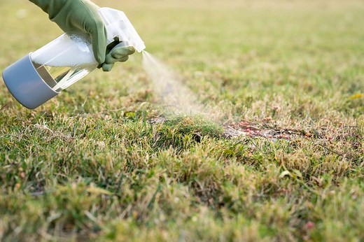 How Dish Soap Can Kill Unwanted Moss in Your Lawn