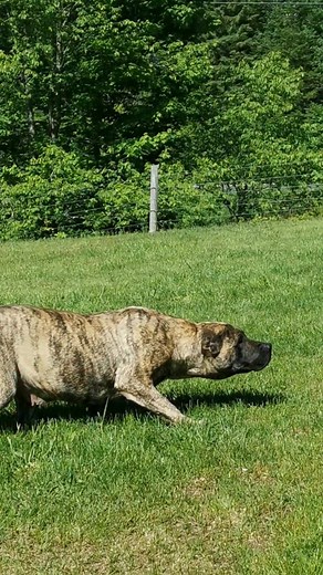 Majestic Presa Canario: Big Guard Dogs of Canada