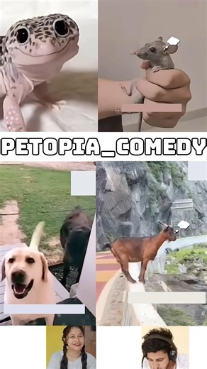 Animals Talking Like Humans 😍Pt-267 | Funny Animal Voice Over #cowsho #funnyanimals #animalcomedy