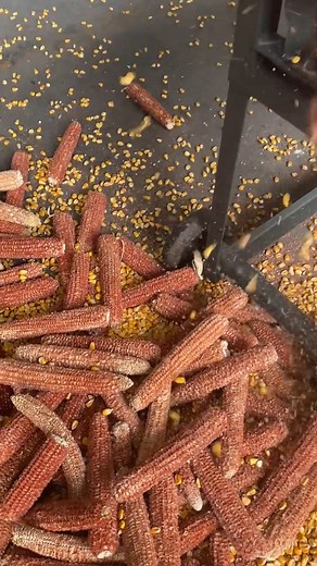 Thresher that can process 1500-2000kg of corn per hour. Dawn Agro Machinery 四川省旭东机械制造有限公司（Sichuan XuDong Machinery Manufacture Co., Ltd.) No.106 Xiwang Avenue, Xiajiaqiao Street, Yancheng Town, Jingyan County, Leshan City, Sichuan Province, China 中国四川省乐山市井研县研城镇夏家桥街希望大道106号 Whatsapp&Wechat: 86 19181360623 Alibaba: https://xudongagro.en.alibaba.com TikTok：https://www.tiktok.com/@dawnagromachinery Facebook: https://www.facebook.com/DawnAgroMachinery Youtube: https://www.youtube.com/@DawnAgro #dawna