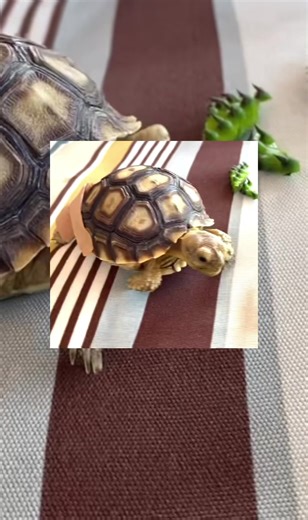 My bestie @skydancer_520 received a tortoise with a leg injury that affected its ability to move comfortably. Because a tortoise’s shell and limbs are part of its skeletal system, injuries can be serious and require careful attention. A temporary splint was used to help stabilize the leg and reduce stress while healing begins. Reptiles heal slowly, and proper care, patience, and professional guidance are essential for recovery. This support is temporary and not a replacement for evaluation by an