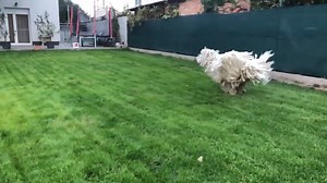3.7K views · 25 reactions | Hair GOALS! This doggie has a  coat of hair and loves playing in the garden ❤️ | Tile Merchant Ireland | Facebook