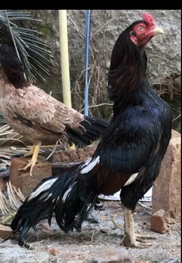 Muhammad ali aseels #muhammadaliaseels #homebreed #shok #miawali #rawalpindi #aseellovers #aseelmurga #aseelmurga #aseels #viral #foryou #fyp