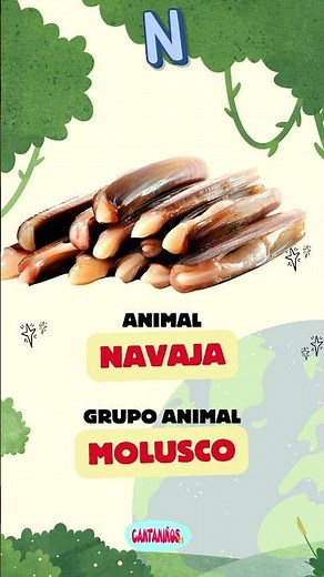 El Abecedario de los Animales - Letra N 🐾