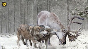 Lobos cazando ciervo - Top Fauna Salvaje Una manada de lobos sigue y acorralan a un ciervo. | Top Fauna Salvaje