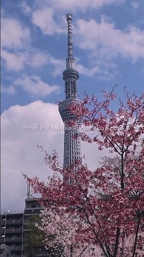 春の浅草さんぽ｜隅田公園の桜とスカイツリーを眺める一日_short #下町さんぽ #隅田公園 #桜 #スカイツリー #東京散歩