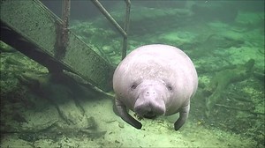 And here's the full video! A juvenile manatee checks out something under the steps...if you haven't already provided a caption - check out our post from earlier today! :-) | Save the Manatee Club
