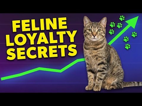 Why Cats Choose a Favorite Person: The Science of Feline Favoritism