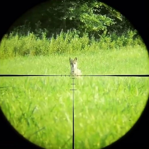 Tactacam FTS | Film Through Scope | Predator Hunting