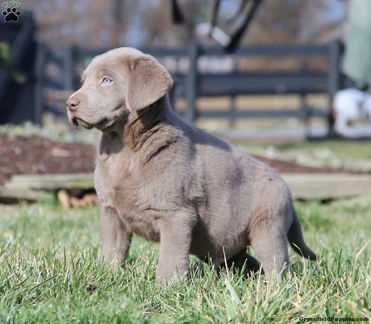 Silver Labrador Retriever Puppies For Sale - Greenfield Puppies