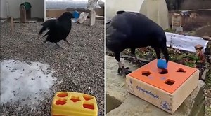 Crows Can Problem Solve And Get Frustrated When It's Hard