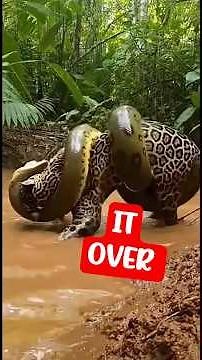 Jaguar vs Anaconda — One Bite Ends It #shorts #animalbattle #wildlife