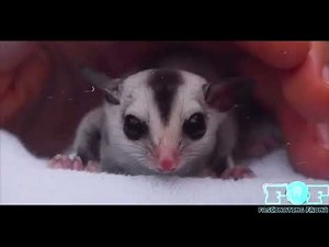What Makes Sugar Gliders So Unique? | Incredible Animal Facts
