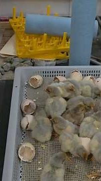 Blue laced red Wyandotte chicks! New to the farm. let us know what you think.