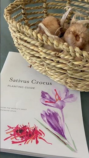 How and when to plant saffron bulbs |#saffron #saffroncorms