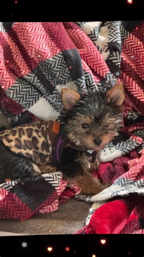Adventures with Maddie May 11 week old Yorkie#ugccreator #ugccontentcreator #yorkiesoftiktok #yorkies #doglovers