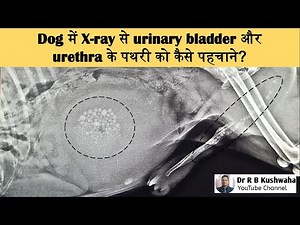 How to diagnose calculi in urinary bladder and urethra by radiograph in a dog?Urinary obstruction