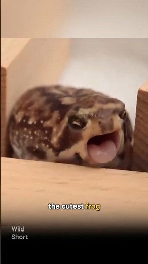 Cutest Frog With the Deadliest Trick #shorts #nature #wildlife