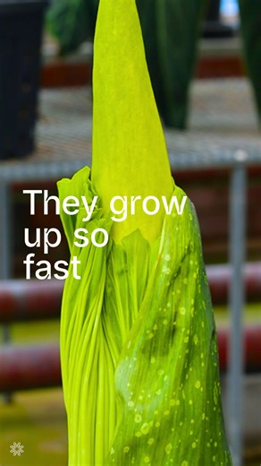 19K views · 171 reactions | Corpse Flower update: 80cm and growing. This Amorphophallus titanum has us all excited! https://www.botanicgardens.org.au/whats-on/corpse-flower-sydney #SydneyCorpseFlower | Botanic Gardens of Sydney | Facebook