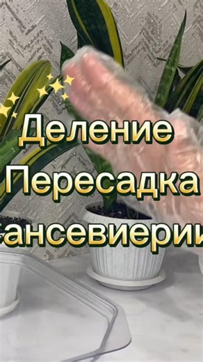 Сансевиерии. Деление и пересадка. Sansevieria.