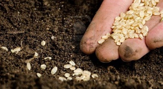 How Many Seeds to Plant Per Hole, Pot, or Cell
