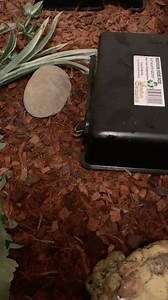 Praay’s Pythons on Instagram: "70% of the wild male ball python’s diet is birds 🦅 #chicken #birds #food #reptiles #snakesofinstagram #hungry #snakefeeding #snakefeedingvideo #snake #royalpython #reptileeducation"