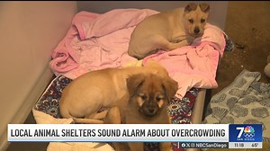 1.5K views · 12 reactions |  Tuesday is “Adopt a Shelter Pet Day,”...