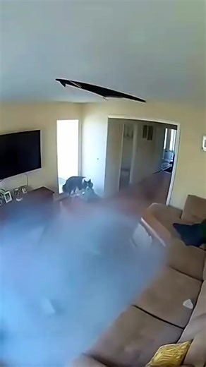 Dog Save the baby Is true? I think this is Ai video. | M.Musa