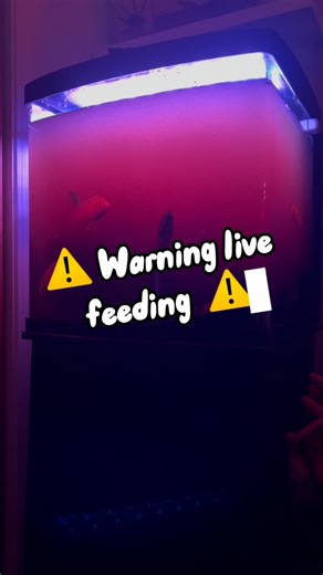 You guys requested it once again here it is ! Nessie eating a fish. Nessie will not eat frozen thawed for me yet. But one thing owning an elephant trunk snake is you need to source fish. This is a 5” cichlid that Nessie is eating. Also an Interesting thing about this aquatic species is they waste no time swallowing prey after they ambush them. No the water is not dirty it’s aged to perfection. Nessie’s ability to thrive is in key to this “dirty” water provided by @bettabotanicals leaf litter and