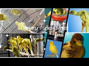 Exploring Unique Canary Breeds | Border Fancy, North Frilled, Gibber Italicus Canaries (part 9)