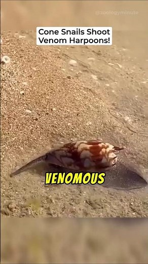 Cone Snails Shoot Venom Harpoons
